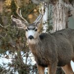 Deer at Best Friends Animal Sanctuary